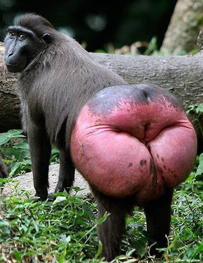 Выбрал неправильный подгузник? Такая павианская попа гарантирована