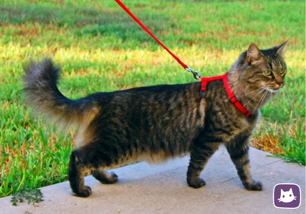 Можно гулять с котом. Поводок для кошек. Шлейка для кошки. Кошка гуляет на шлейке. Поводок для кошек для прогулки.