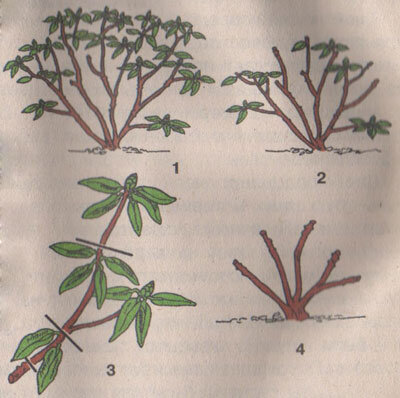 Как правильно подстричь азалию после цветения