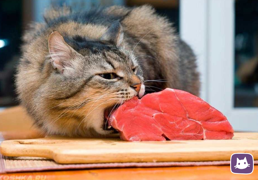 Кошка ничего не ест, что делать