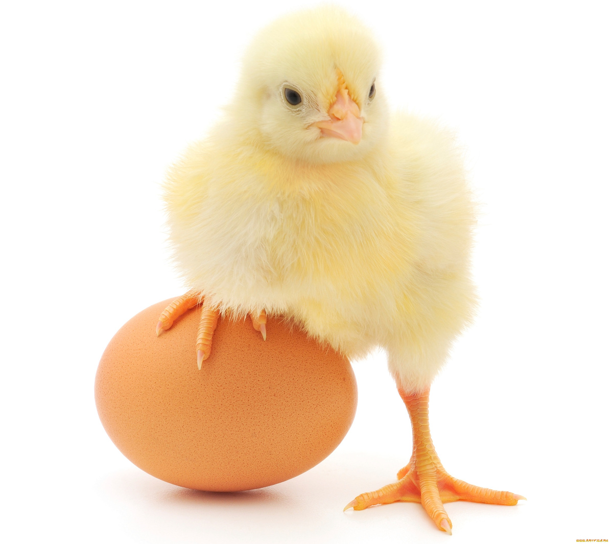 Курица или яйцо???