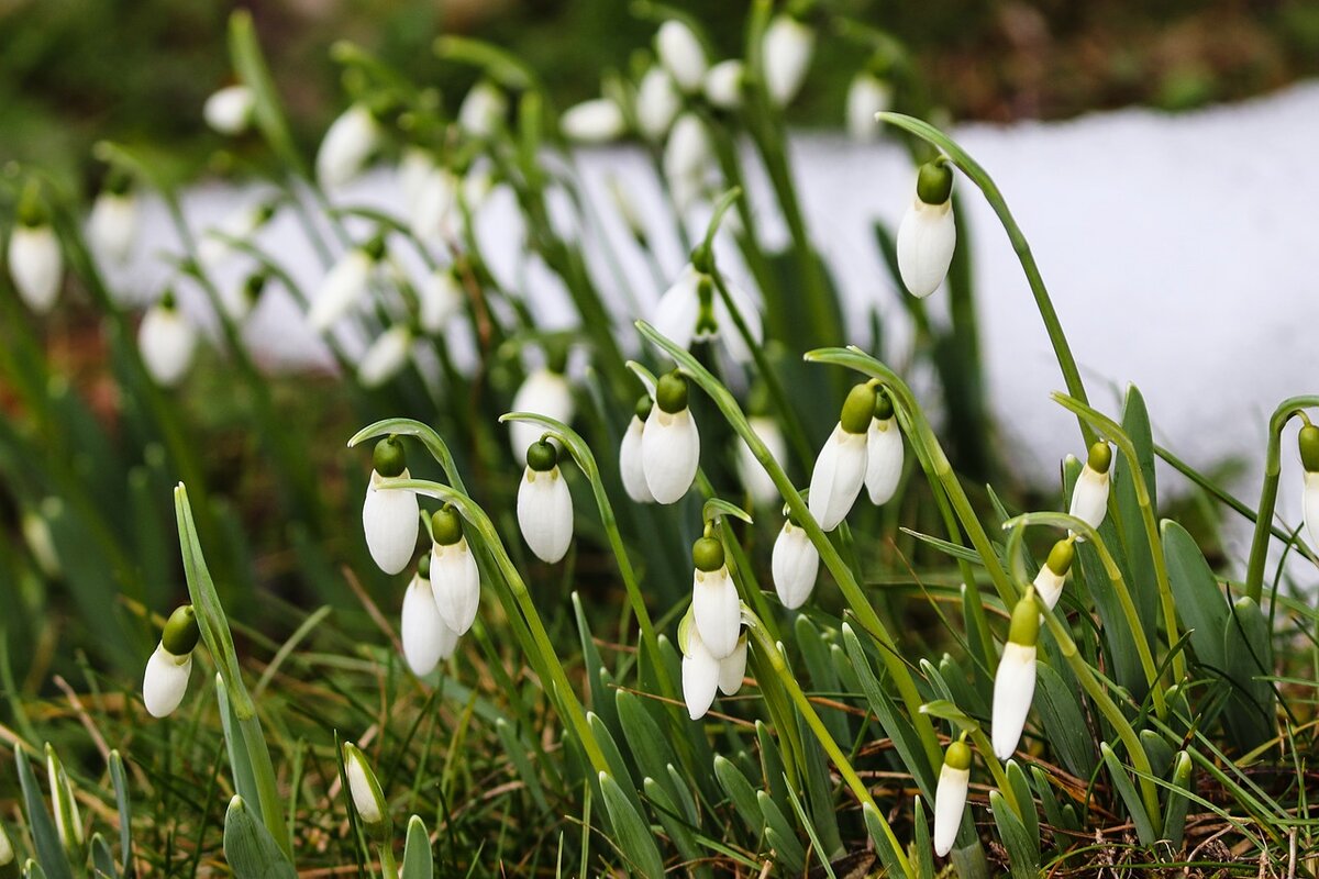 https://pixabay.com/photos/snowdrop-spring-signs-of-spring-3977810/