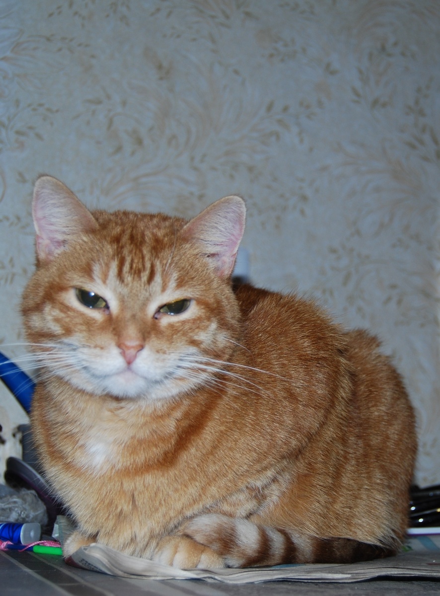 Огненно-рыжая красавица Мэри родилась у любящих друг друга родителей, которые, несмотря на то, что были сами еще очень юны, смогли дать максимально свое внимание, заботу и любовь своим котятам. 