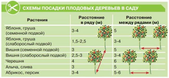 На каком расстоянии друг от друга сажать яблони: схема посадки, советы