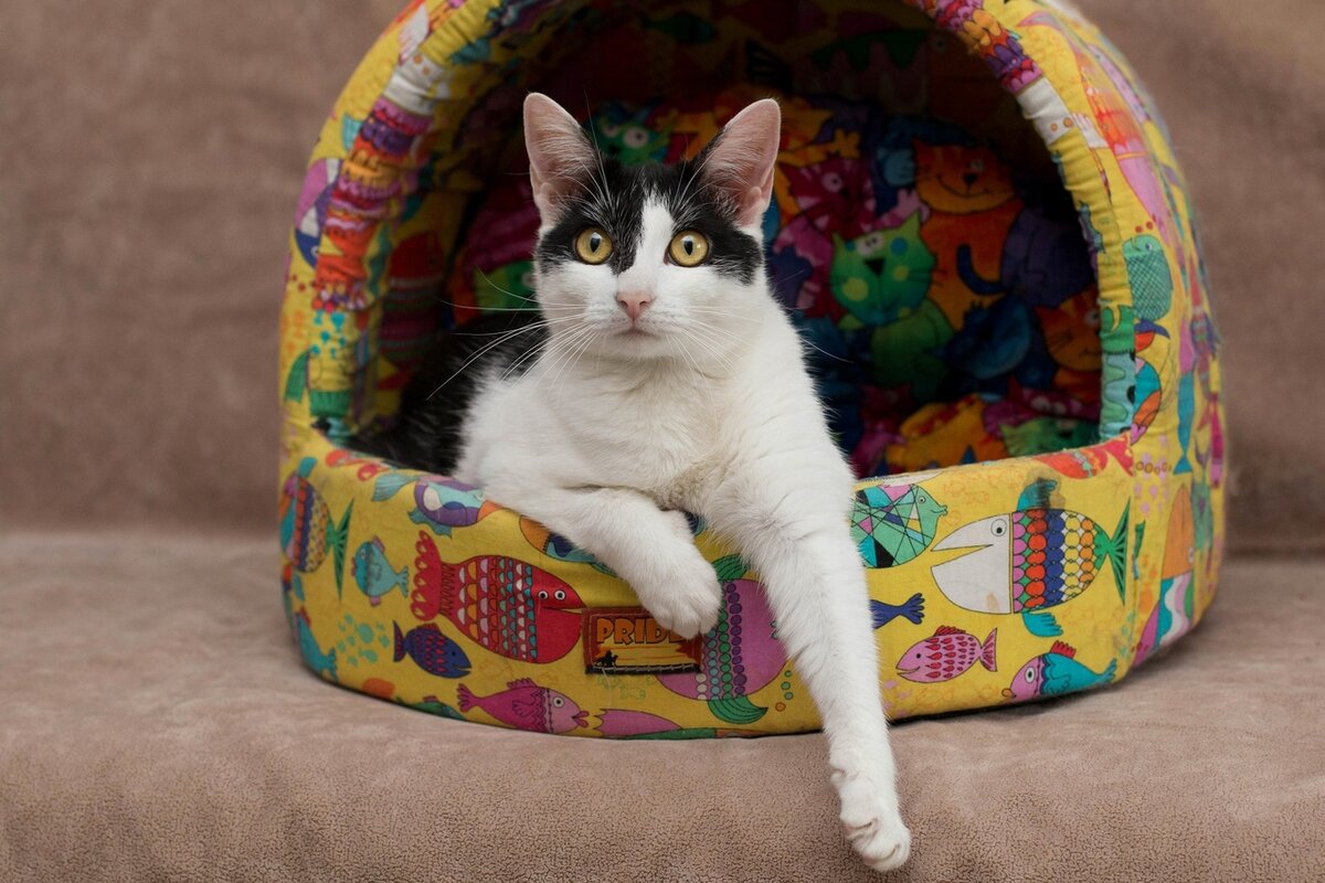 Нюша из Банды Дворян