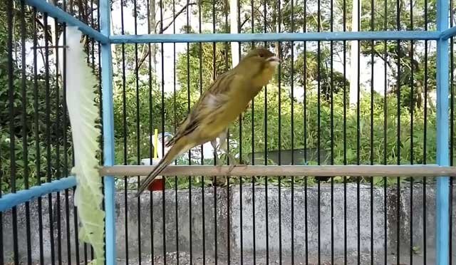 Характеристики и особенности канареек