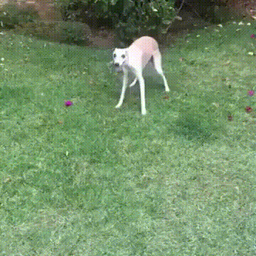 Люблю ryляmь!