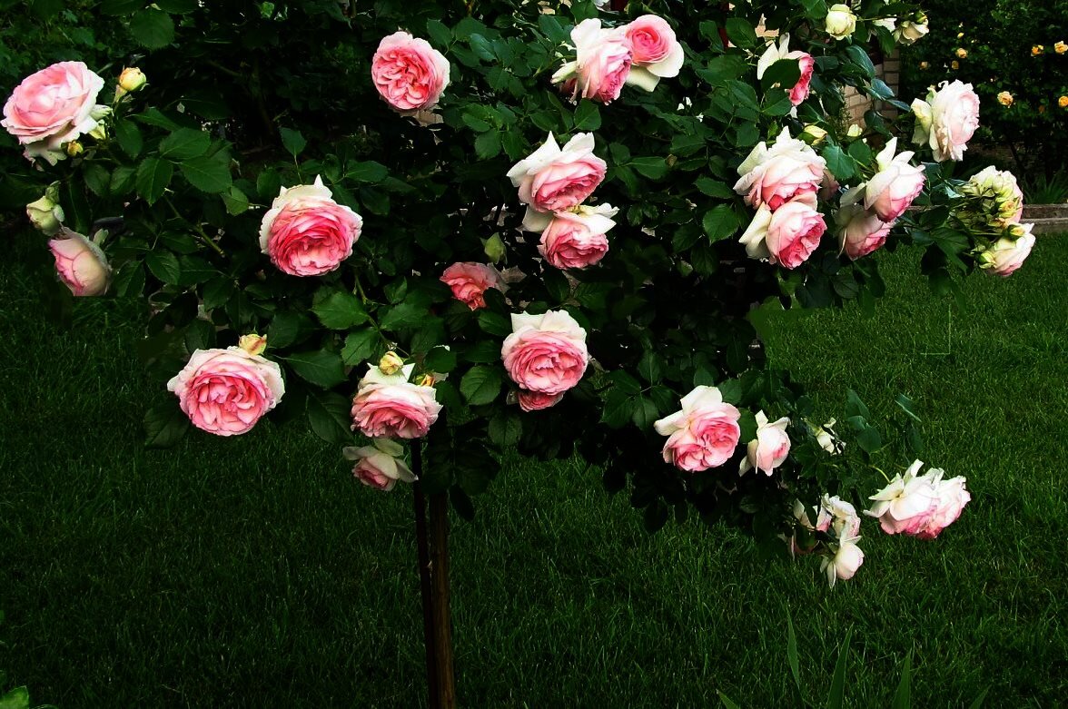 штамбовая роза Пьер де Ронсар