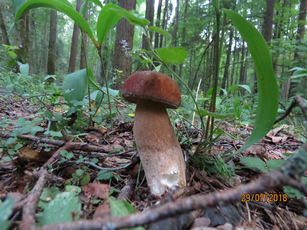 Cómo hacer los boletus