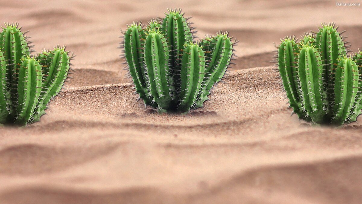 Фото из открытых источников.