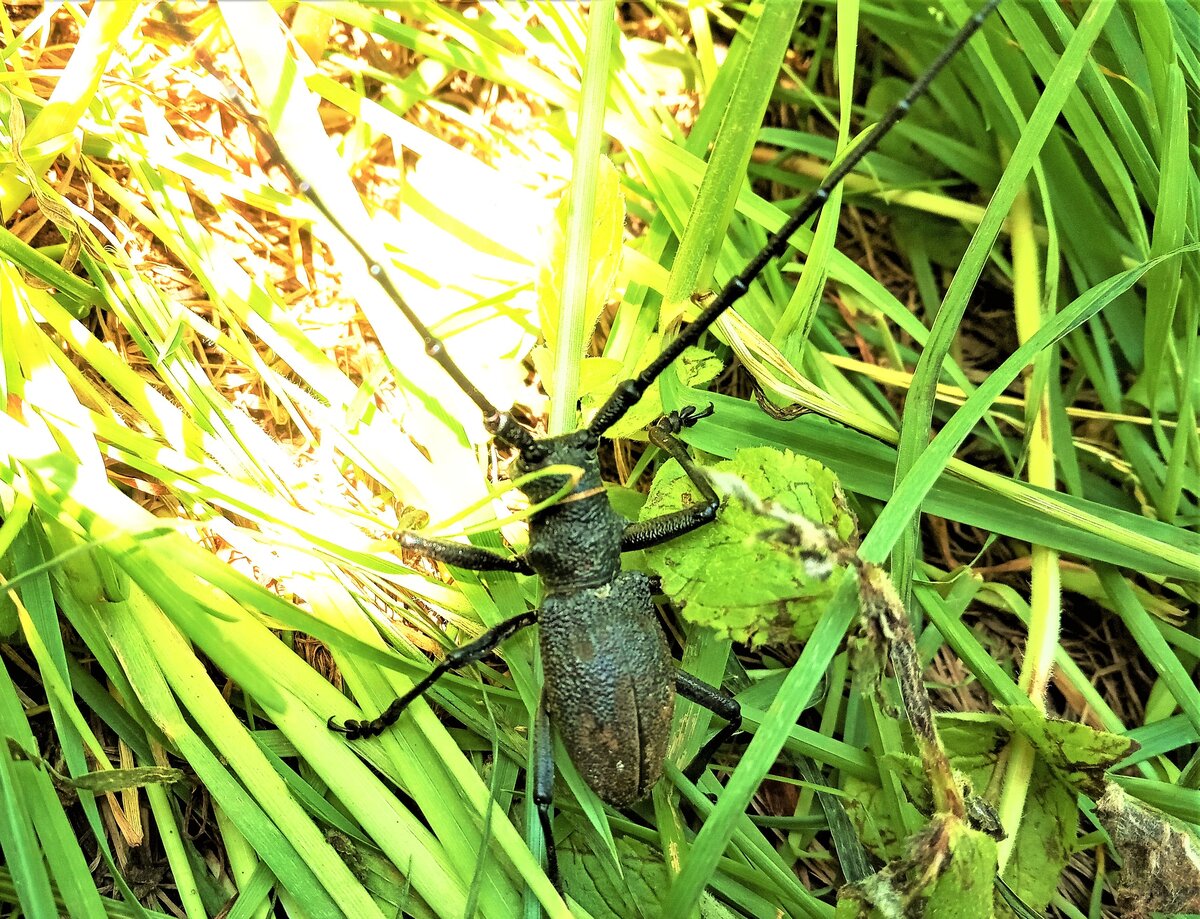 Вот такая страшила пришла к нам в лагерь