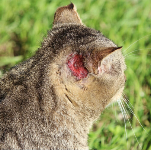 У кошки на ушах и голове болячки - возможные причины патологии. | Лапа  помощи | Дзен