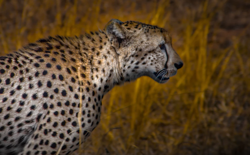 Гепард может и не очень большой, но тоже хищник.