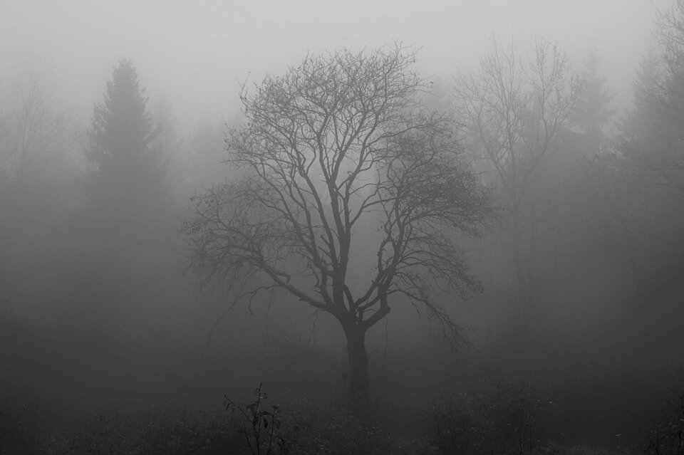 фото:https://pixabay.com