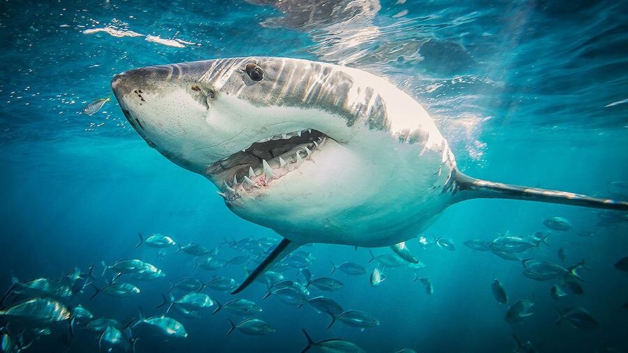 Большая белая акула