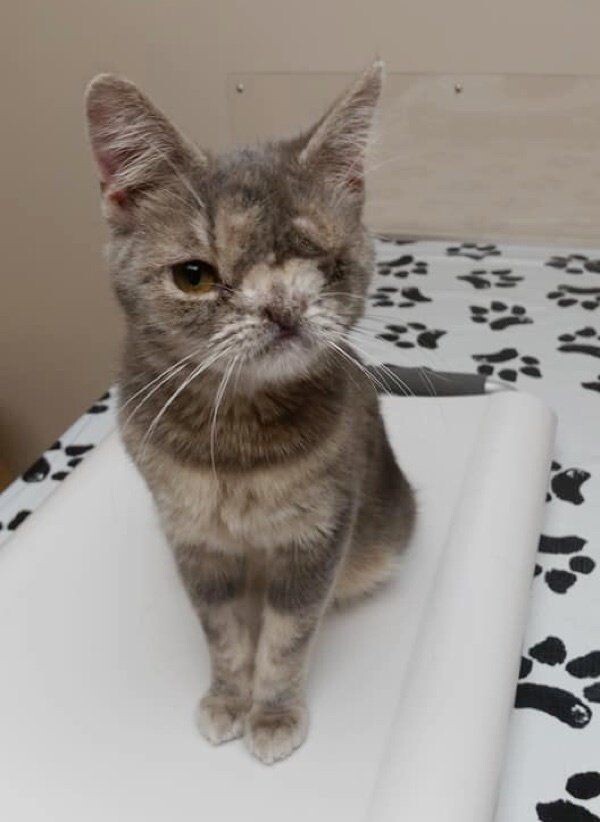 Itty Bitty Kitty Committee