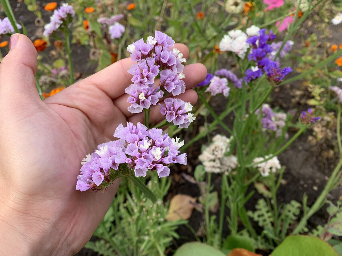 Фото мое, из моего сада. Несмотря на внешнюю нежность, все части растения - и цветы, и стебли - очень жесткие, прочные. 