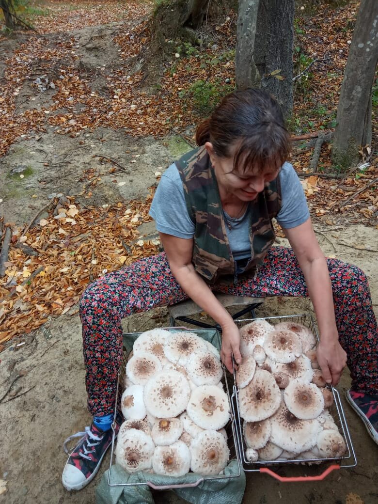 Отдельно уложенные шляпки зонтов, аккуратно, пластинками вниз, чтоб в грибочек не насыпался мусор
