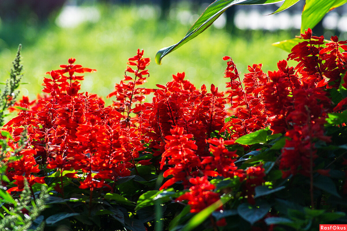 Сальвия splendens Red