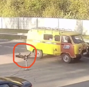 С псом все в порядке. Видео у нас в Инстаграмм или ВКонтакте. 