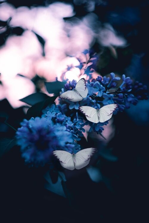 https://unsplash.com/photos/Kol2ib6ehQE