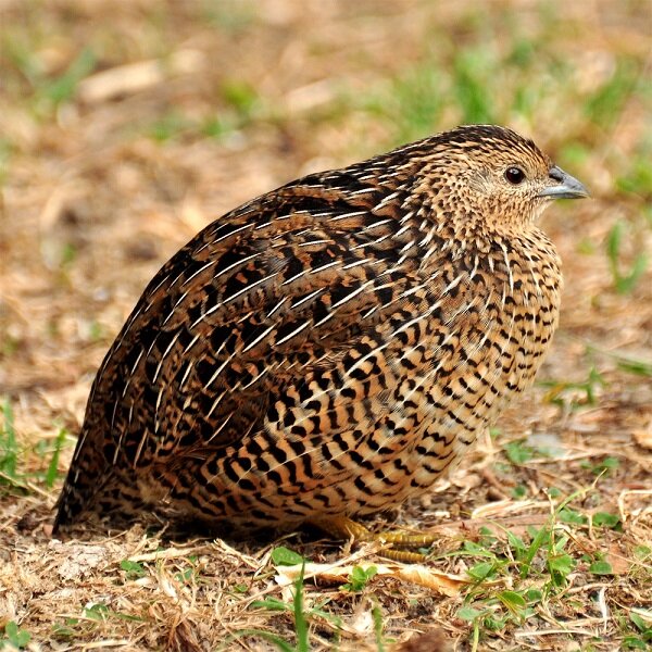 Перепел. Источник: Яндекс.Картинки