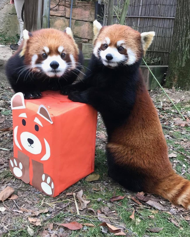 Фотография с изображением красных панд