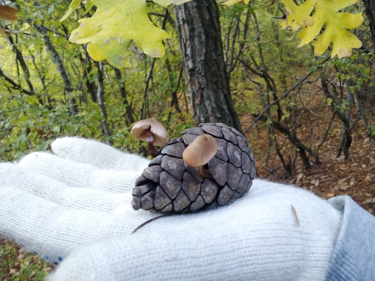 В лесу водятся такие вот мышки-шишки. Фото автора