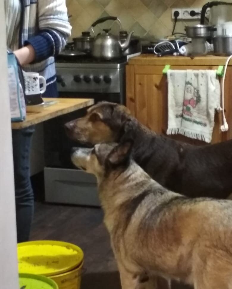 Грей и Рэм попрошайничают дома:)