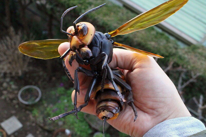 Фото из открытых источников