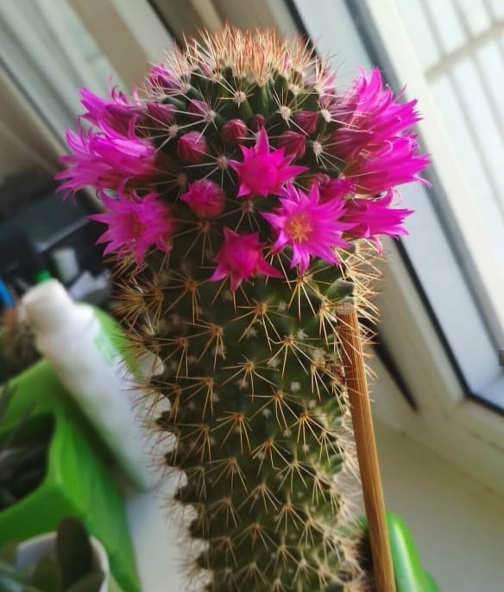 Мы с мужем решили купить кактус, переехав в новое жильё, мы купили в сетевом обычный кактус с названием - Маммилярия Бакеберга. (Причем название мы искали после в интернете). Продавался он в маленьком стаканчике, размером был где-то 7 см. Стоял в этом стаканчтке месяцев 5 наверное, никак не доходили руки пересадить. Зима прошла и наконец, я его пересадила в хороший горшочек. Стала думать чем его подкормить. Прочитав несколько статей, решила попробовать самое простое и недорогое средство. Выполнила подкормку, и мы стали замечать, что через некоторое время, кактус подрос причем заметно. Через 8 месяцев я решила повторить, подкормку, полила кактус чудо-средством и уехала на лето отдыхать. Когда я вернулась, то не узнала свой кактус, он ещё заметно вырос, и был уже 23 см, но начал чахнуть, тк муж его не поливал, я полила "беднягу", и через неделю на нем стали появляться цветы. Немного, всего несколько цветочков. Но сменяли они друг-друга всю зиму. А к весне, мы просто были в шоке, вся верхушка нашего кактуса была покрыта бутонами цветов. И цвел он всё лето, и осень, потом месяц отдохнул, и сейчас снова нас радует. А средство для подкормки было -  копеечная Янтарная кислота. Но помните, что с ней нужно быть аккуратным, иначе эффект может быть совсем не тот, который ожидаешь. Кормлю свои цветы ей 1 раз в год. Поэтому смело пробуйте, ваши цветочки скажут вам - "Спасибо! "