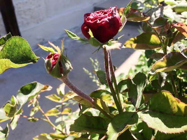 4 сорта роз, на которые я больше никогда не куплюсь