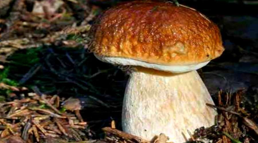 Почему белые грибы встречаются в хвойных. Почему белые грибы встречаются в хвойных. Среди редких берез прячутся в траве крепкие боровики. Белые грибы обычно встречаются в хвойных и смешанных лесах объясните. Почему белые грибы встречаются в хвойных.