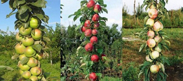 Как вырастить яблоню: секреты максимального урожая