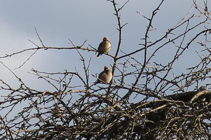 свиристели прилетели, выбрав более менее солнечный денек
