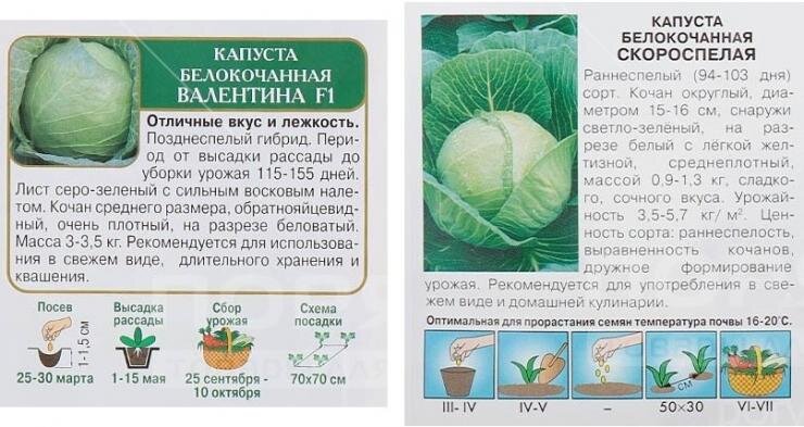 Капуста лунный календарь 2025
