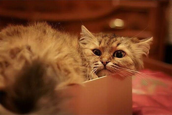  (фотография из открытых источников) 