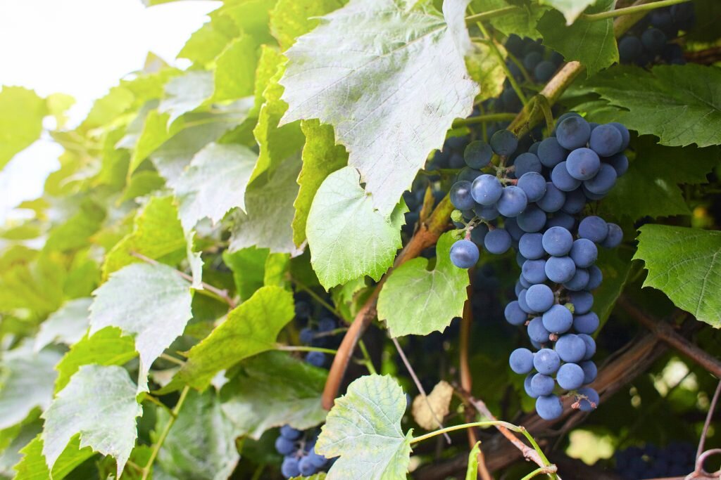 Ранние сорта Винограда, которые должны быть у всех Успешных дачников