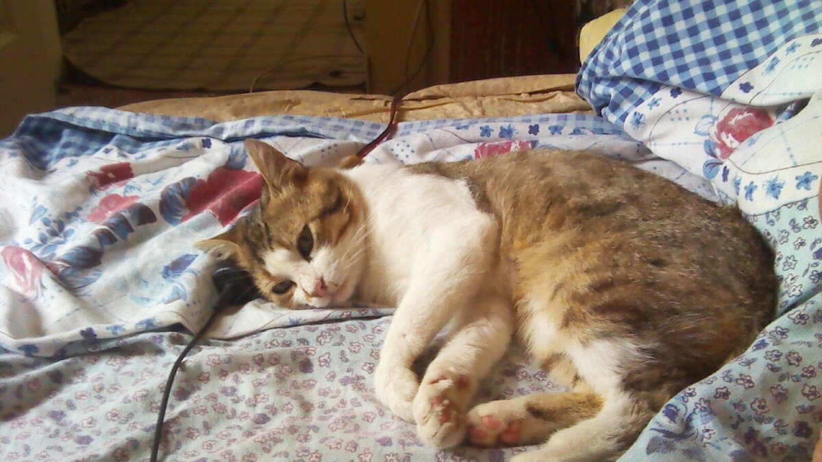 Шустрик -любимый кот Нади