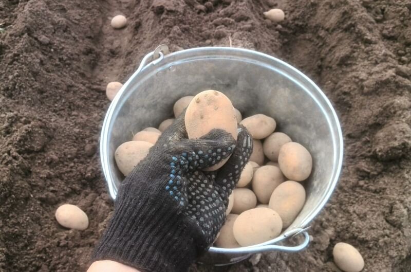 Вот такие клубни картофеля были в прошлом сезоне.