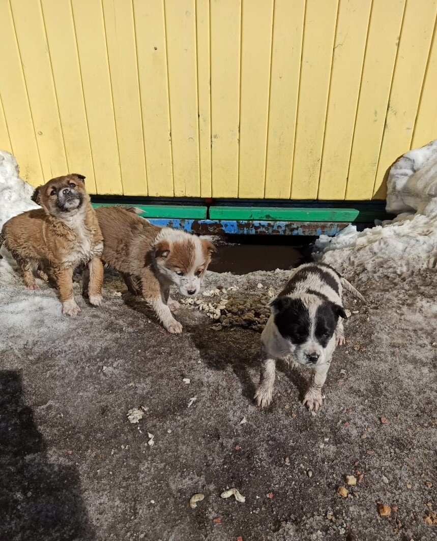 Не можете приютить, но вы можете накормить и вылечить!