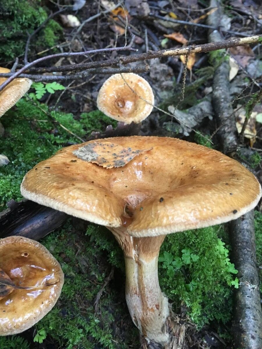 Свинушка тонкая.