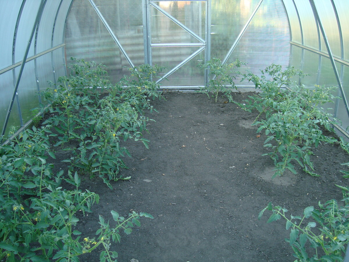 Моя тепличка.