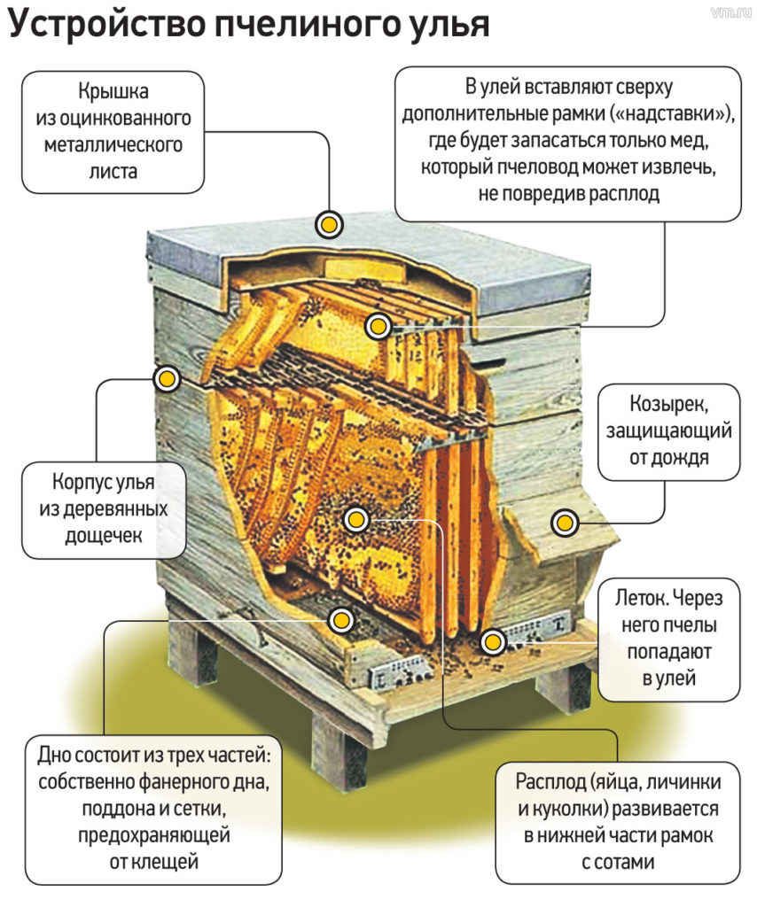 Улей самого простого фото - DelaDom.ru