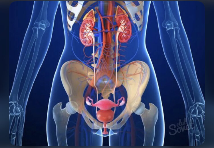 Органы малого таза у женщин лечение. Мочеполовая система человека анатомия. Анатомия человека Мочеполовая система женщины. Почки и Мочеполовая система. Строение мочеполовой системы у женщин.