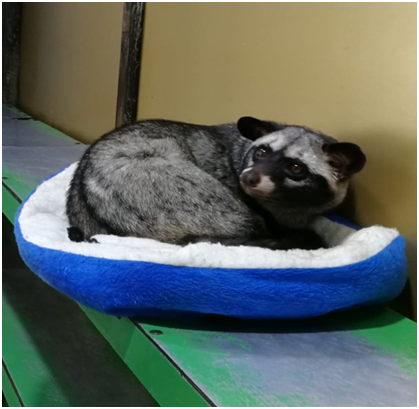 При нашем появлении зверьки с любопытсвом поднимают головы. Фото автора