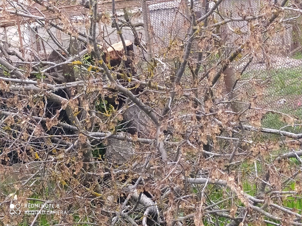 фото автора. Вот что осталось от нашей вишни