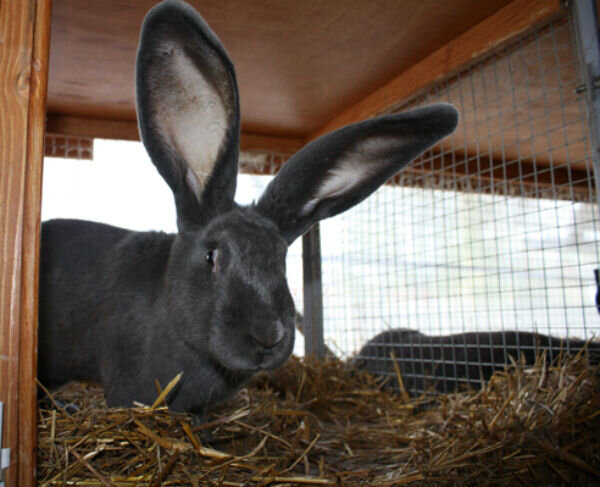 Особенности кормления кроликов Ризен