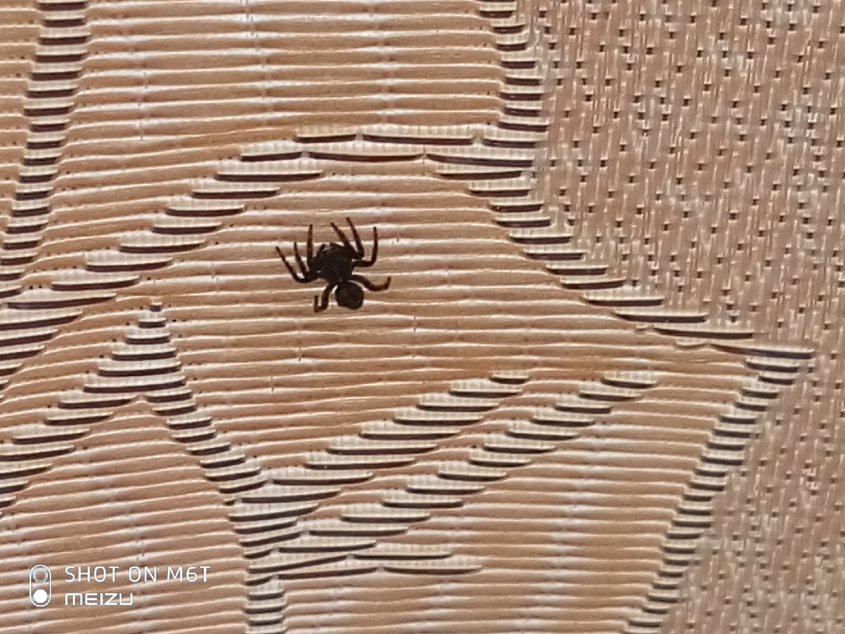 К чему паук в доме на стене сидит