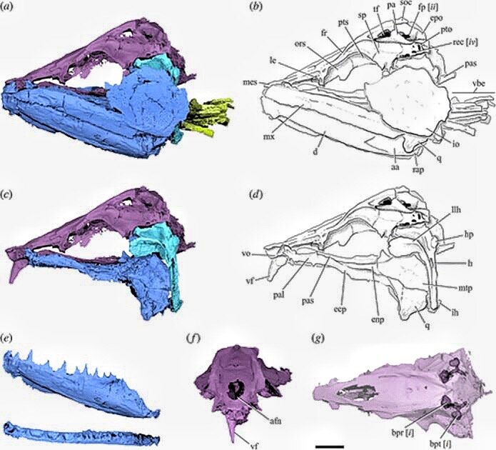 в цвете килькин череп прошлого. внизу зубы и клыки пасти (фото  Королевское общество открытых наук)